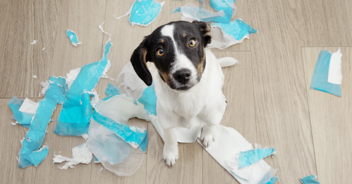 Why Is My Dog Digging in the Trash?